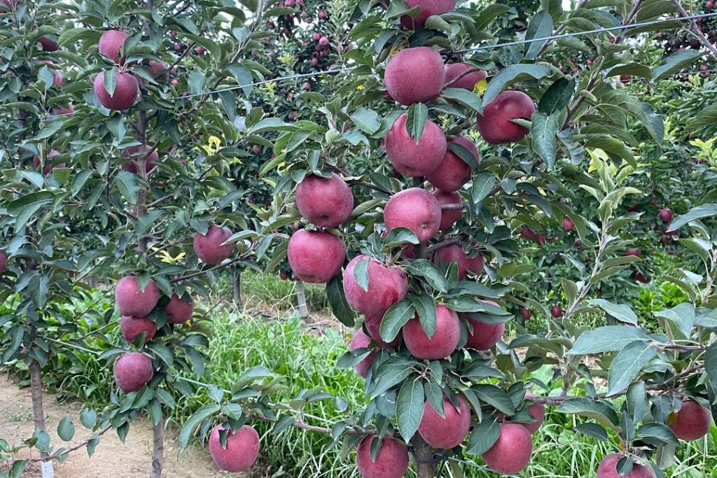 Mema Star Apple Plant